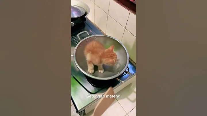 LAGI VIRAL MASAK KUCING SAMPAI GOSONG!!