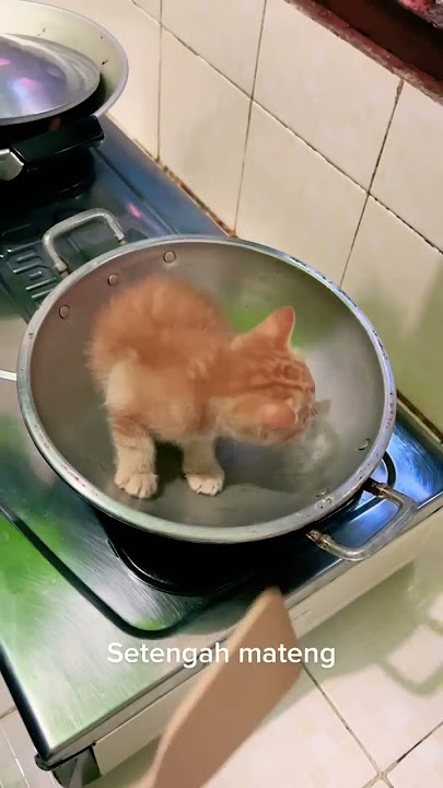 LAGI VIRAL MASAK KUCING SAMPAI BERHARGA!!