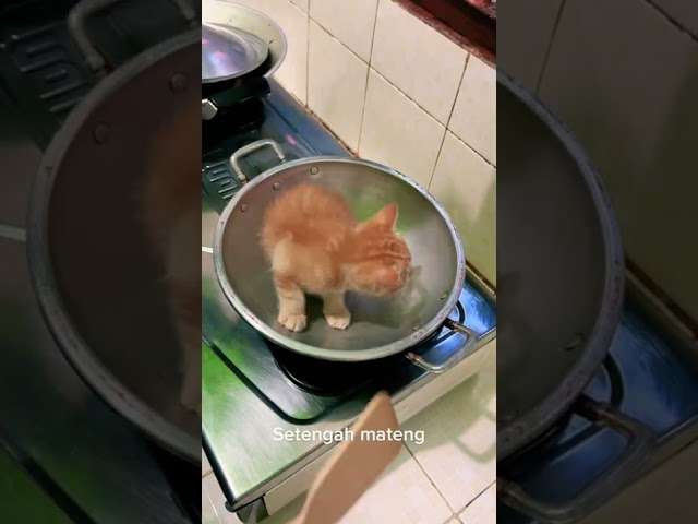 LAGI VIRAL MASAK KUCING SAMPAI GOSONG!! class=