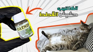 حشيش القطط ( الكاتنيب او النعناع البري ) .. cat catnip