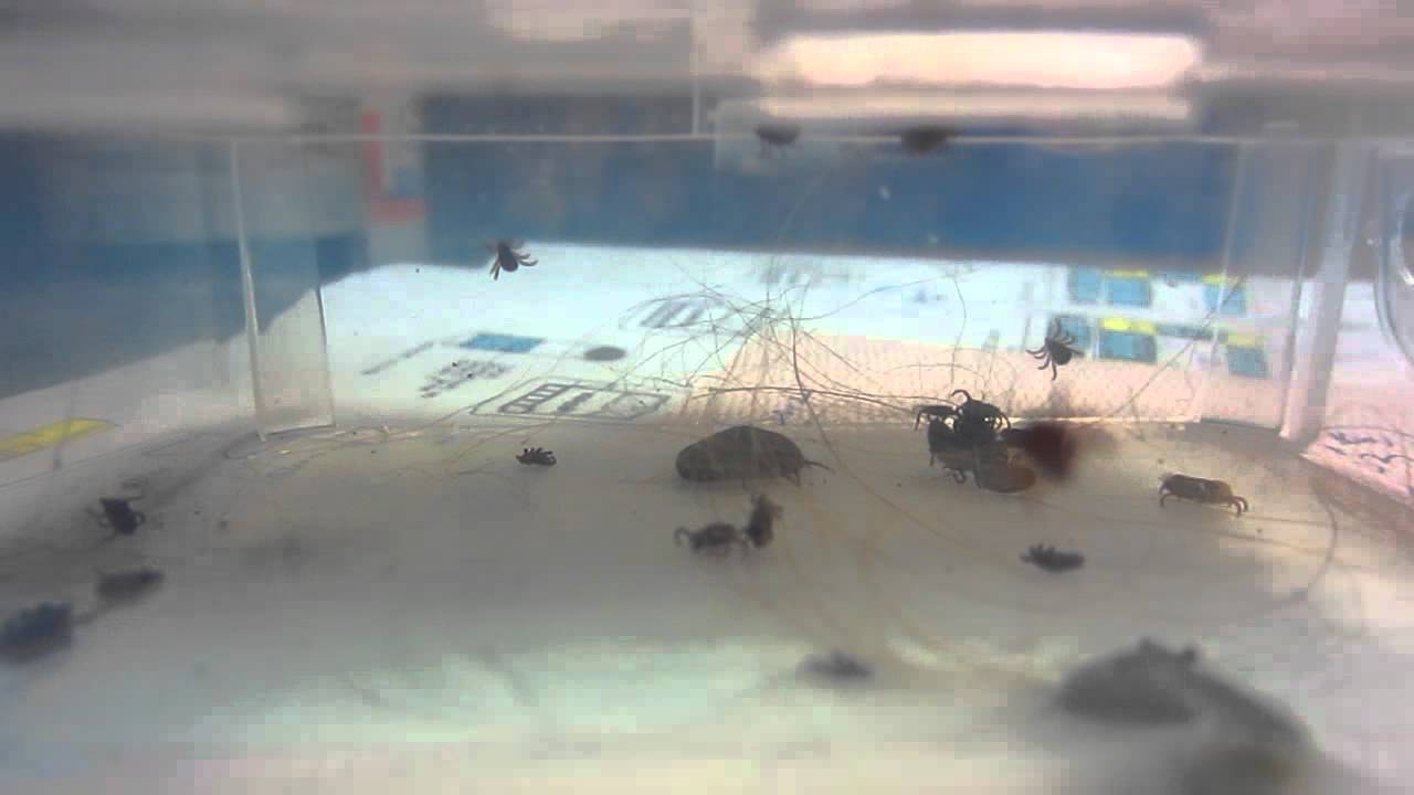 My Daughter's Collection - Fleas and Ticks - 20X Playback