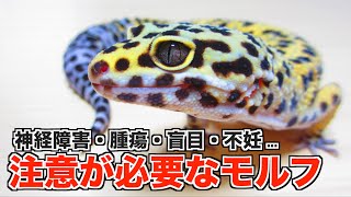 レオパを迎える前に注意すべきモルフについて