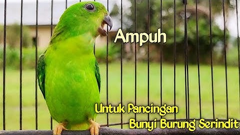 Suara panggilan SERINDIT seperti ini sangat Ampuh Untuk Pancingan BURUNG SERINDIT Malas Bunyi