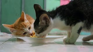 Kitten meows, kittens eating rice! (noisy sound) by Neos Home 975 views 1 year ago 2 minutes, 4 seconds