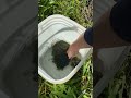 自然の素材で水槽立ち上げ【アウトドアアクアリウム】