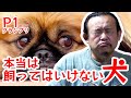 【ベスト10】本当は飼ってはいけない犬【P1グランプリ】