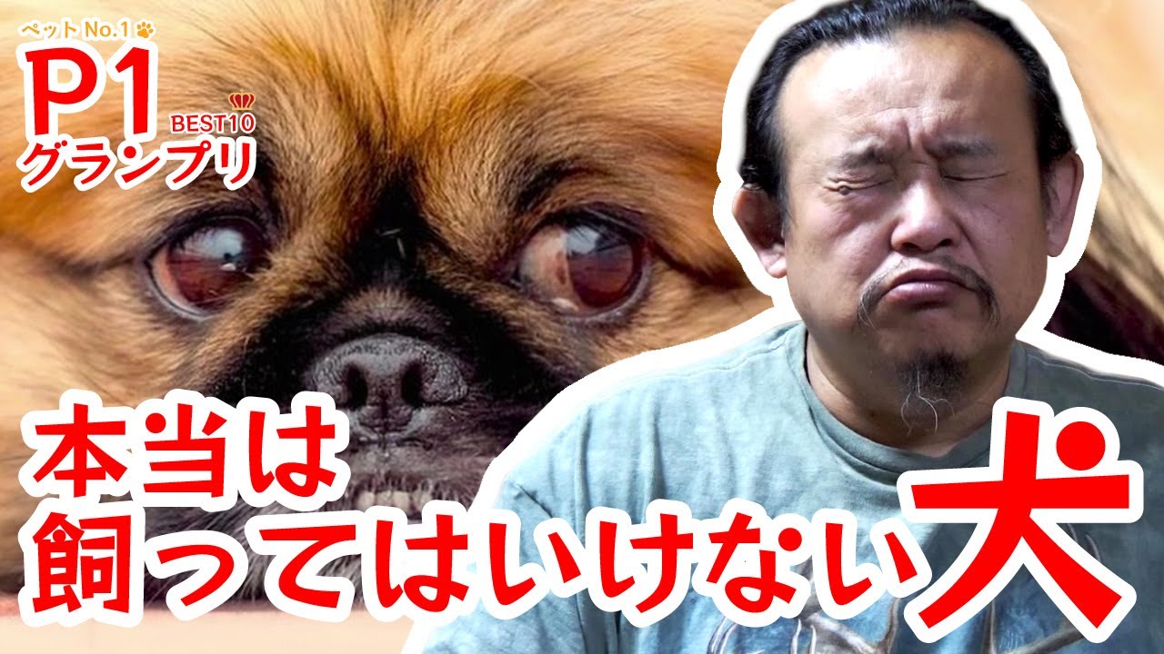 飼っ て は いけない 犬 ランキング