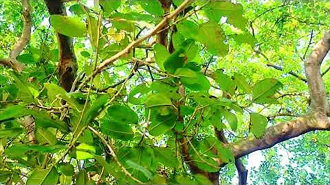 XXL XXL XXL XXL FREESTYLE 2024 |XXL 2025 | Xxwd5000xa | XXL XXL XXL XXL FREESTYLE