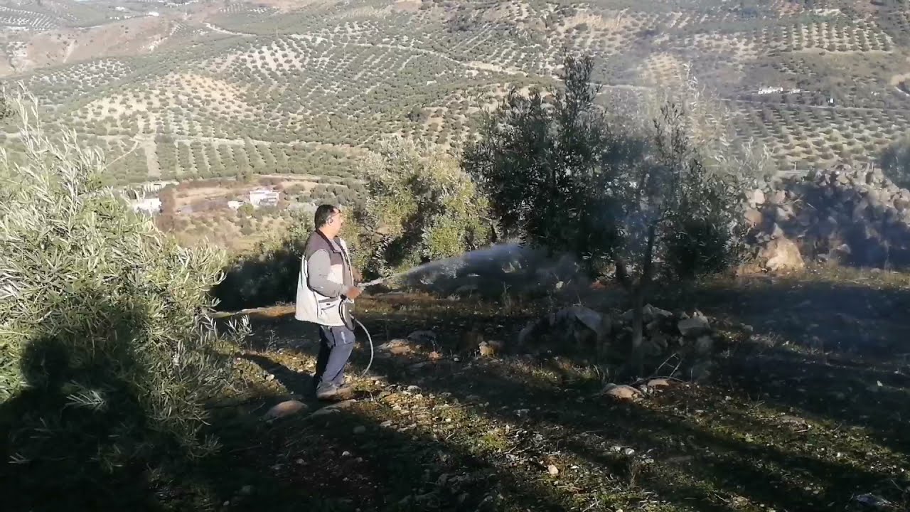 Tratamiento foliar en olivar ecológico