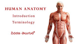 Introduction to Anatomy and Terminology for Paramedical students (in Telugu) screenshot 3