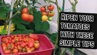 How to ripen your tomatoes.. why tomatoes not turning red?how on
vine.. if have reached their full size, ripening m...
