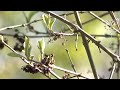 kemowakon1 | shrub zoom test with bird sounds