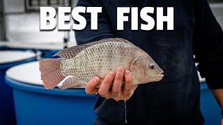What are the BEST FISH for aquaponics?