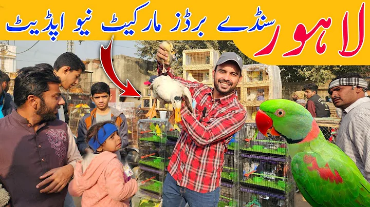 Lahore Sunday Birds Market New update price #lahorientertainmentchannel #birds #parrot #pets #cute 