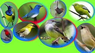 Download Lagu PIKAT BURUNG KECIL #pikatburungpleci  #pikat  #pikatburung  #pikatsirtu  #pikatkolibri MP3