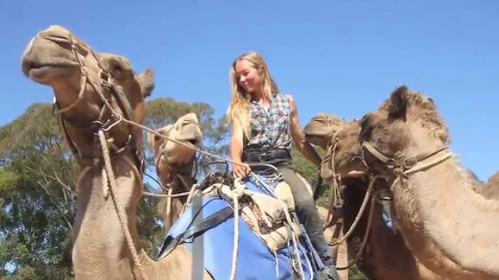 Glenda Sutton - All Star Camels