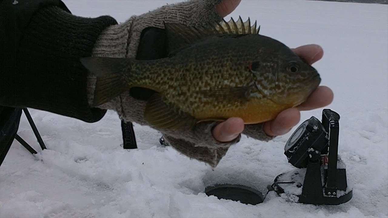 Ice Fishing for Big Bluegills YouTube