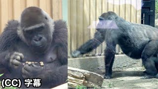 Mom gorilla throwing sand at her big son. Mom Genki is strong.Momotaro family
