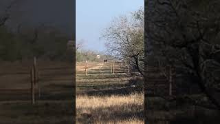 A bull Nilgai stands on the trail unaware of the danger. Can you see the Deer ??