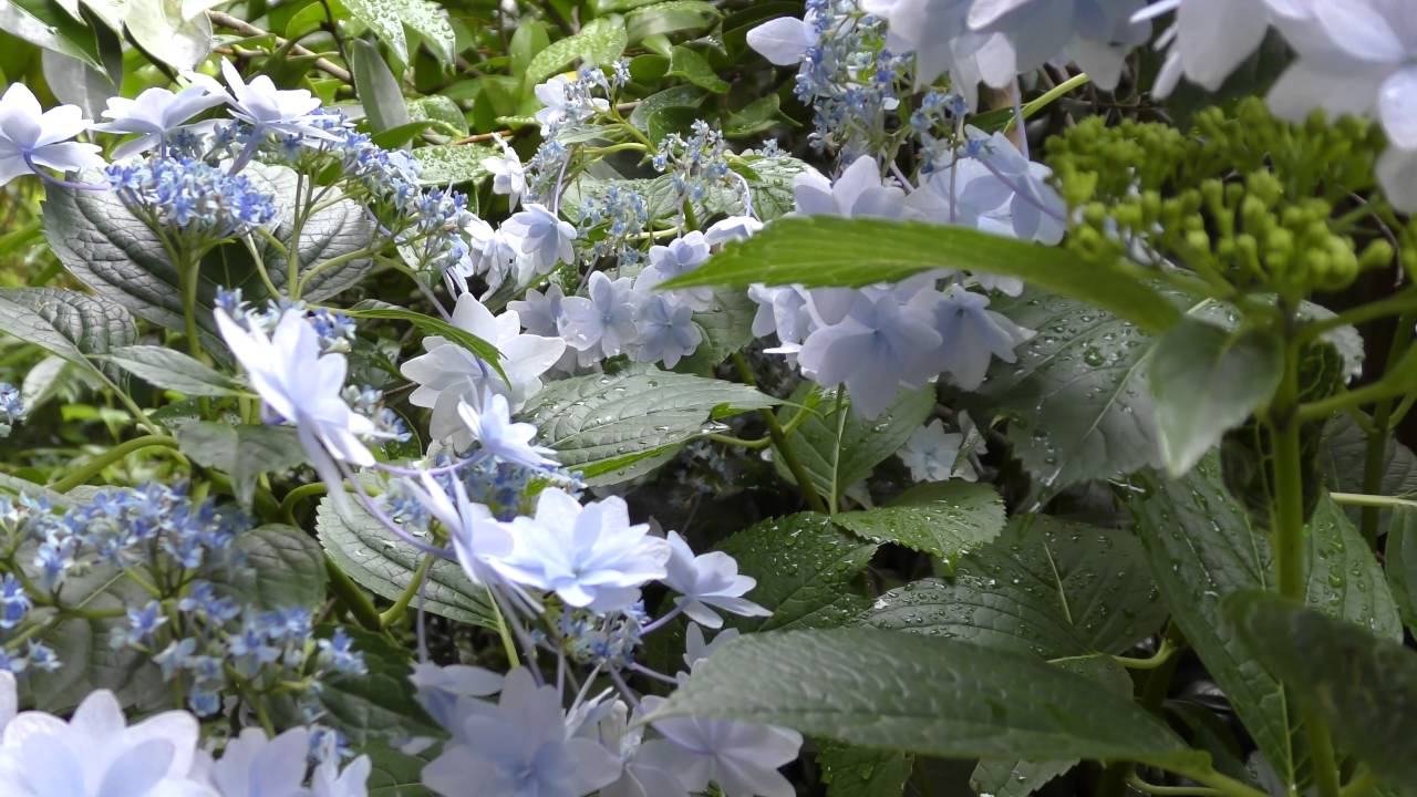 庭先の紫陽花 墨田の花火 埼玉県さいたま市 16年6月9日撮影 Youtube