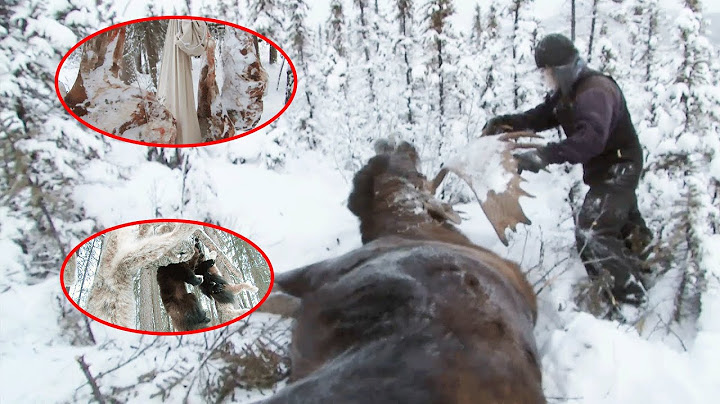 He Shot A Giant Moose With One Bullet And Harvested 450 Furs In Just One Month.