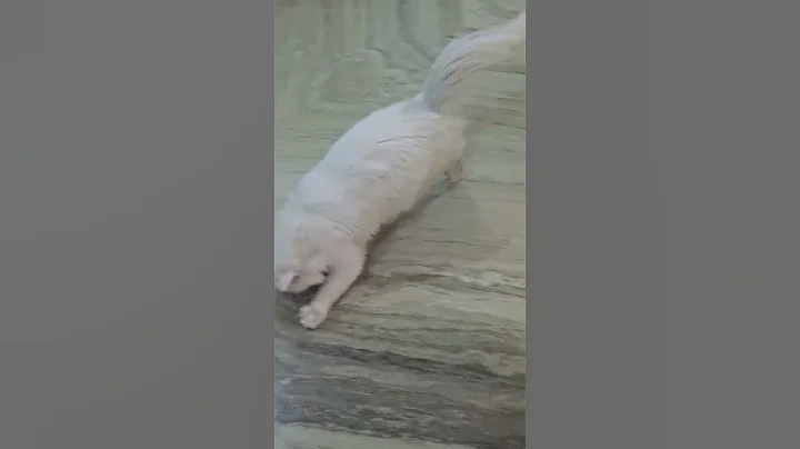 Video 11873241: cute persian cat, adorable cats, kitty