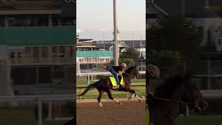 Ocelli is officially running in the 152nd Kentucky Derby. 🙂‍↕️ #kentuckyderby #run #race #derby #win