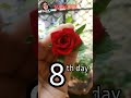 Rose Blossom In 11 Days | Day By Day Growth | Satisfying Video |