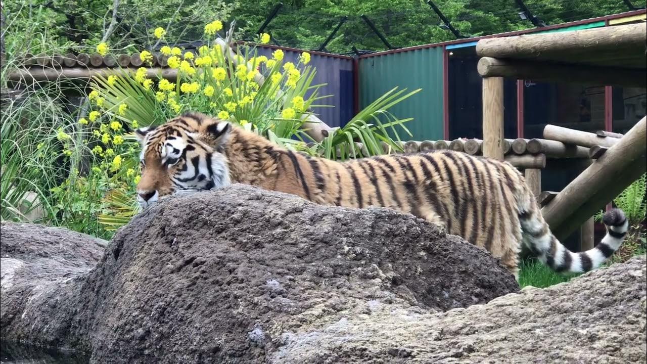 Tiger at a zoo in EnglandParadise wildlife park Broxbourne
