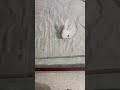 my bunny 🐇 is waving it's ear