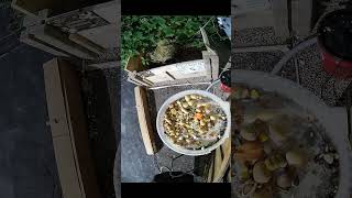 Feeder Zone: Morning Peck Parade — All Day, All Night - 06 August 2025 #homelab #garden #shorts
