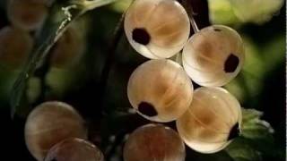 PILDE ORTODOXE/ ADEVARATELE MINUNI/ DROSOFTEEA PILDE ORTODOXE/ ADEVARATELE MINUNI/ DROSOFTEEA