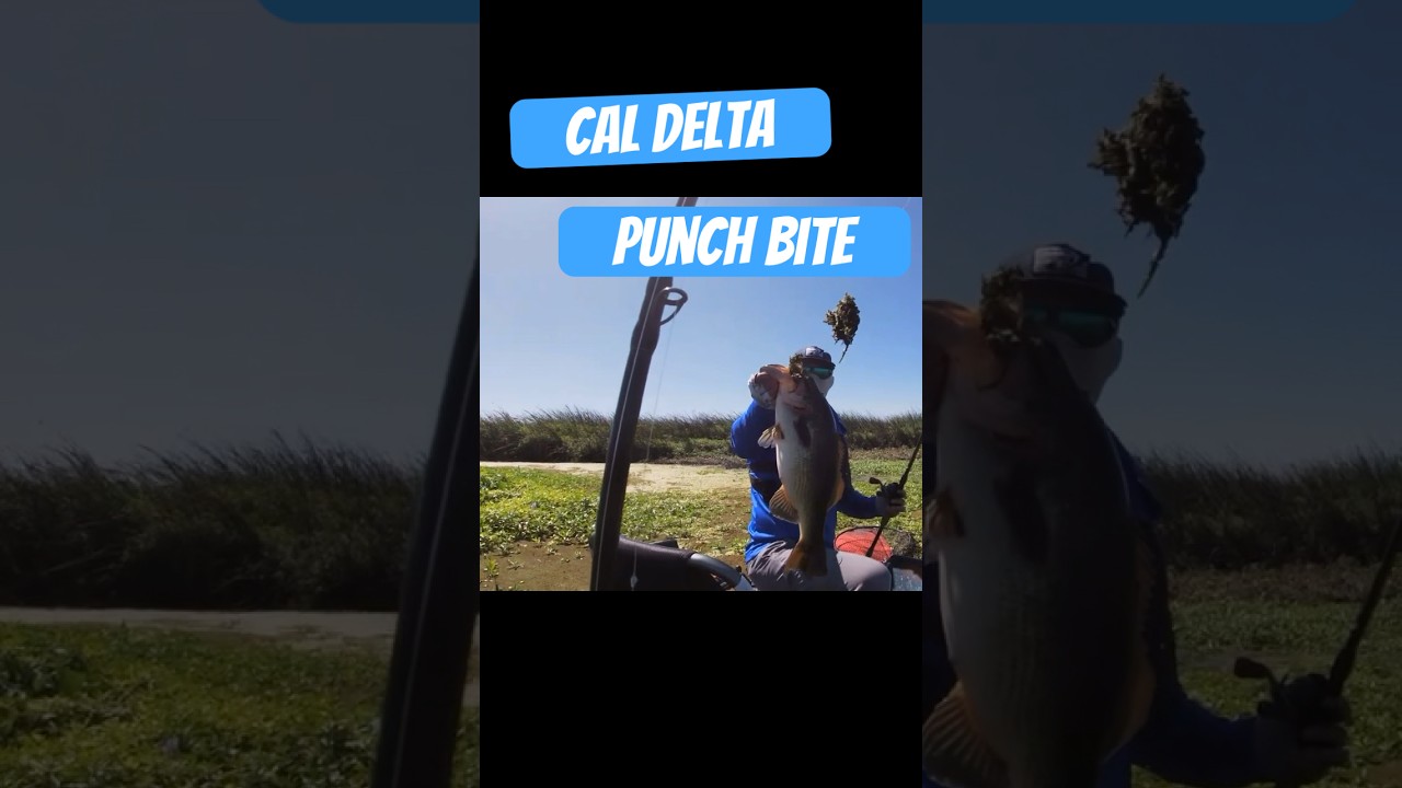 Pumching Rig Live and die but the punch rig #fishing #punching #kayakfishing #pline ...