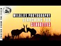 WILDLIFE PHOTOGRAPHY VLOGS -  RIETLVLEI SILHOUETTES