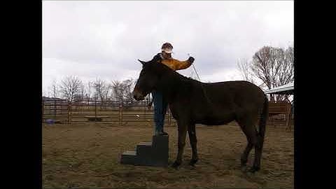 How to teach your mule or horse to line up to the mounting block