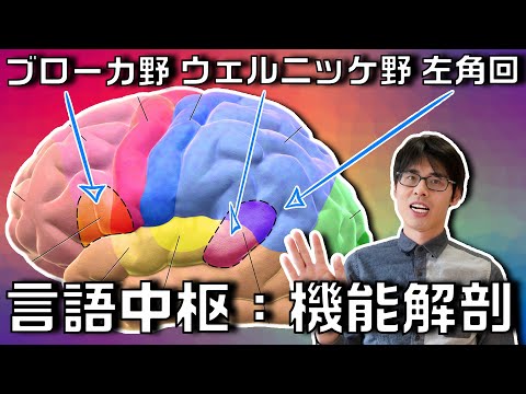 【脳卒中×リハビリ】失語症の理解に重要！言語中枢であるブローカ野・ウェルニッケ野・左角回の機能＆機能不全に関する知識を解説します！