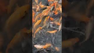 Feeding Koi Fish in Pond #Shorts