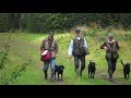 A Tribute to the Gun Dogs by Siccaro ENG