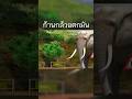 ก้านกล้วยตกมัน #shorts #y8 #memes