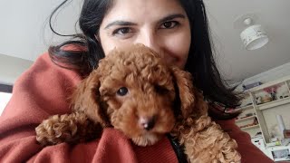 Evde Toy Poodle Bakımı ve İpuçları