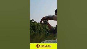 Câu Cá Ngát Cần Giờ Siêu To #Shorts