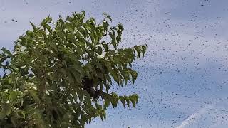 Bees In A Tree (Part 1 Of 4)