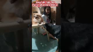 Small but terrible by HONEY IN PINAS 228 views 10 months ago 1 minute, 2 seconds