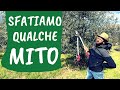 La POTATURA di RIFORMA dell'OLIVO