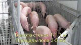 Как Дома Содержать Свиней Результат 120 кг за 6 мес 3/20(, 2011-04-10T23:29:07.000Z)