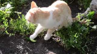 Котэ ест огурец/The cat eats a cucumber
