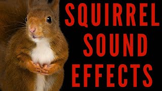 WHAT DOES A SQUIRREL SOUND LIKE - Squirrel Sound Effects | maktub_ytv