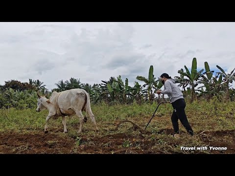 Ganito pala mag harvest ng kamote 🍠💪Lahat ng trabaho sa Bukid subokan natin. Yvonne Bautista