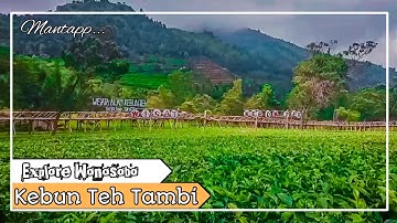 Kindahan Kebun Teh Tambi || Explore Wonosobo