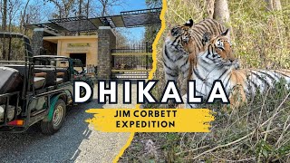 Rare Tigress with Cubs sighting at Dhikala | Jim Corbett National park
